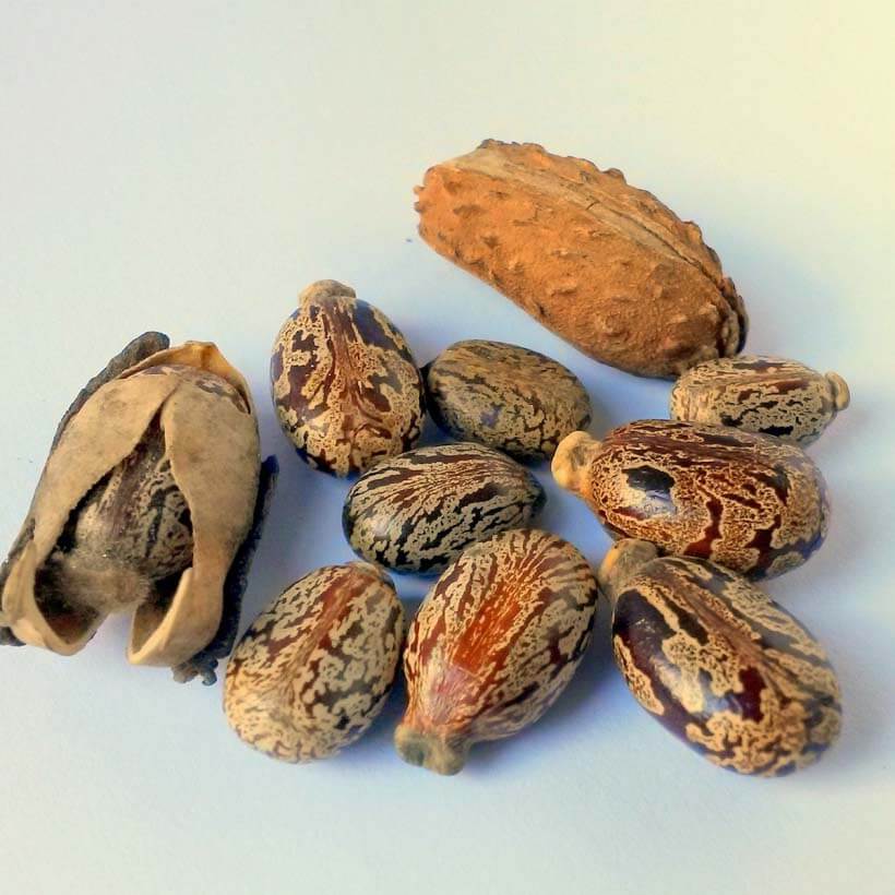 certified organic castor oil
