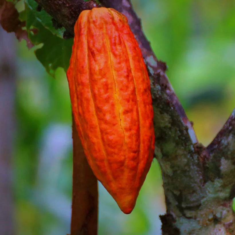 cocoa