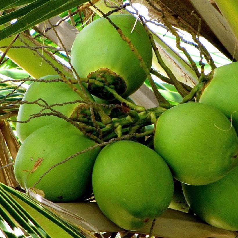 certified organic coconut oil