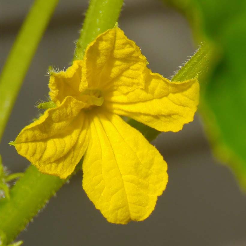 organic seed cucumber oil