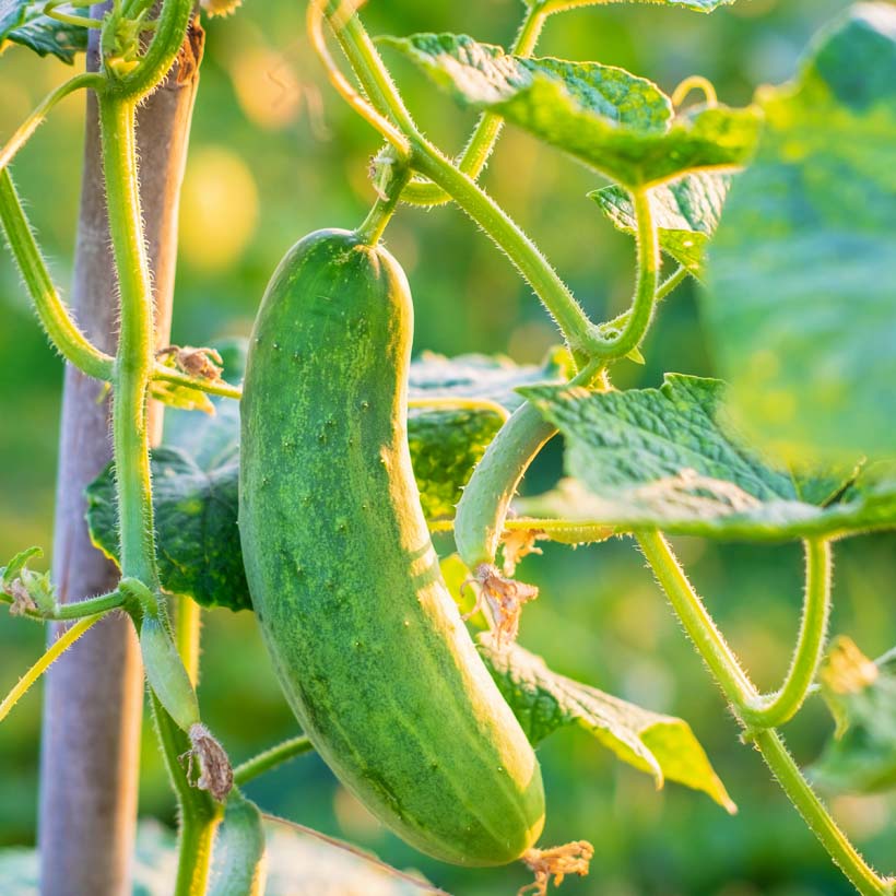 organic seed cucumber oil