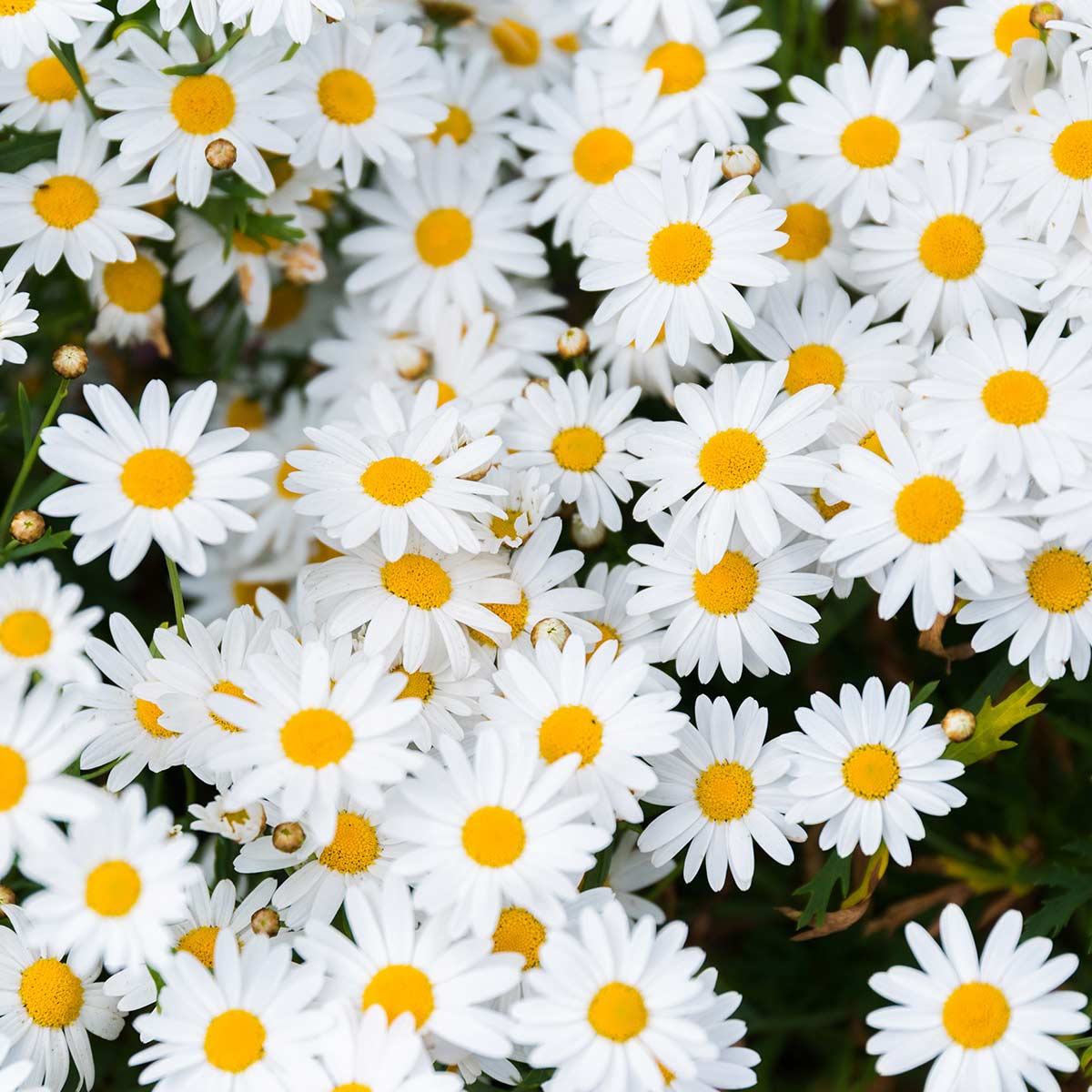 organic-essential-oil-chamomile-german-oil