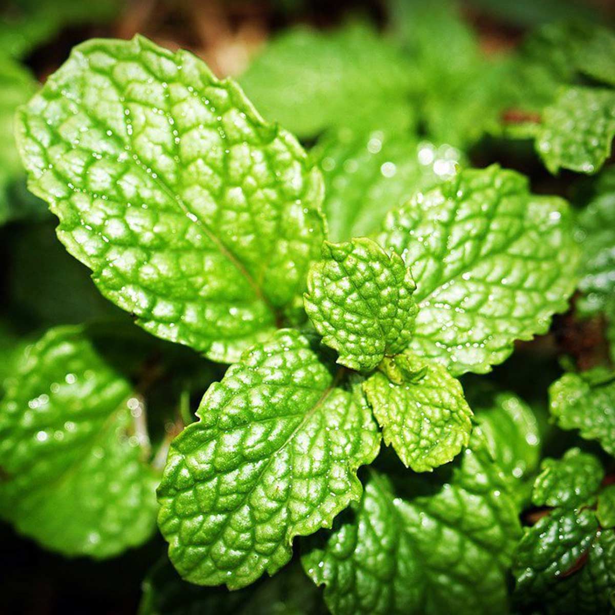 Organic Peppermint Oil 10ml