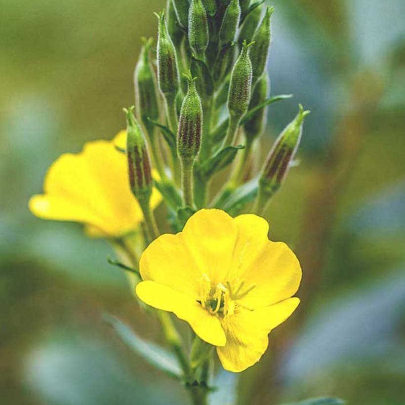 certified organic evening primrose oil