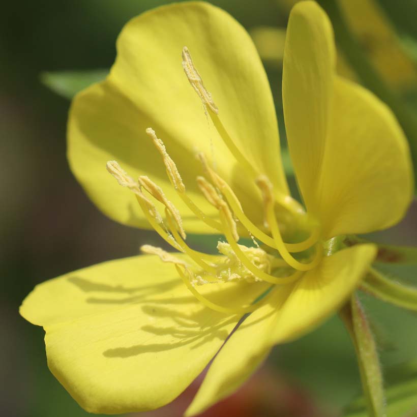 certified organic evening primrose oil