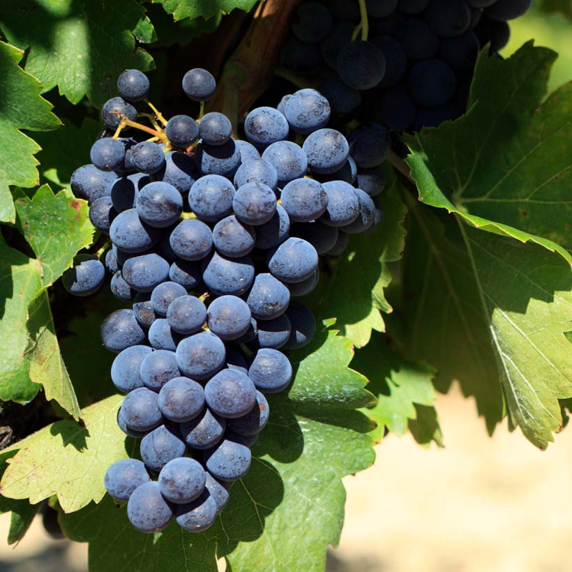 certified organic grape seed oil