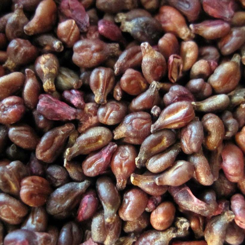 certified organic grape seed oil