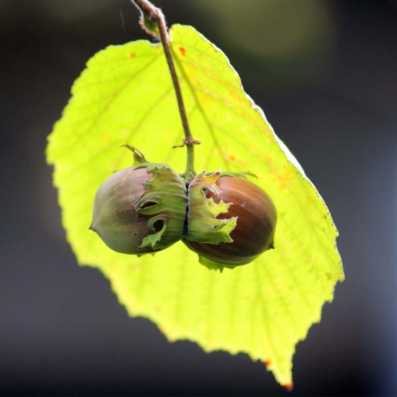 certified organic hazelnut oil