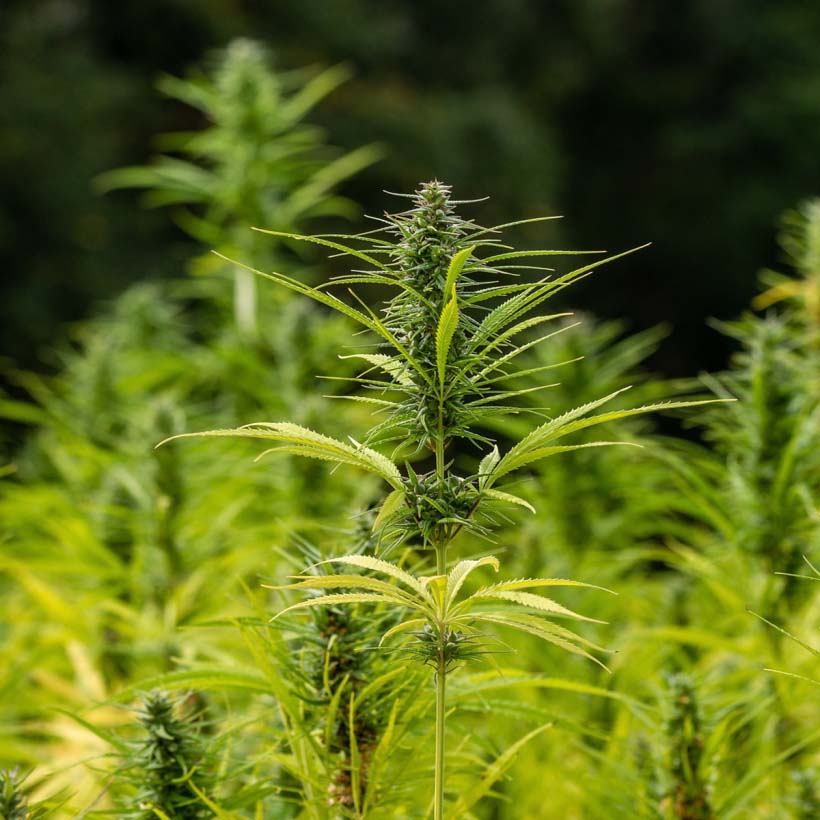 certified organic hemp seed oil