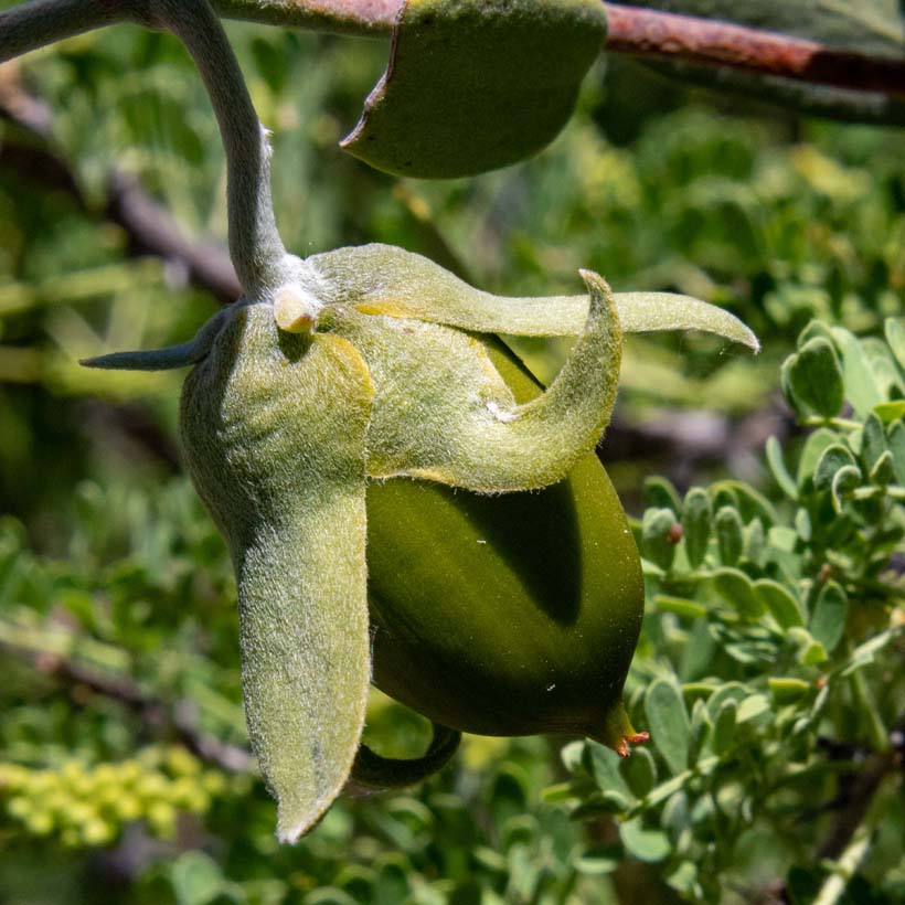 certified organic jojoba oil