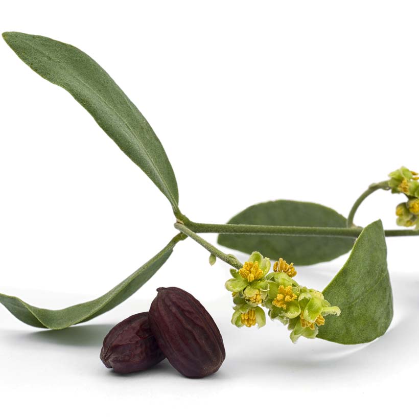 certified organic jojoba oil
