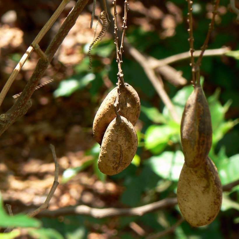 certified organic karanja oil