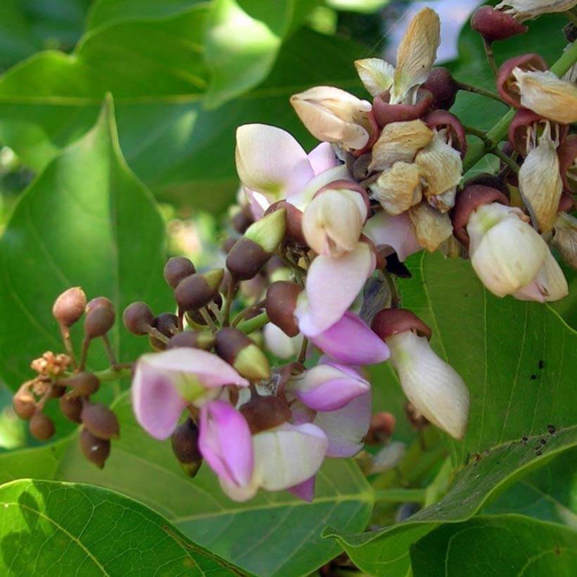 certified organic karanja oil