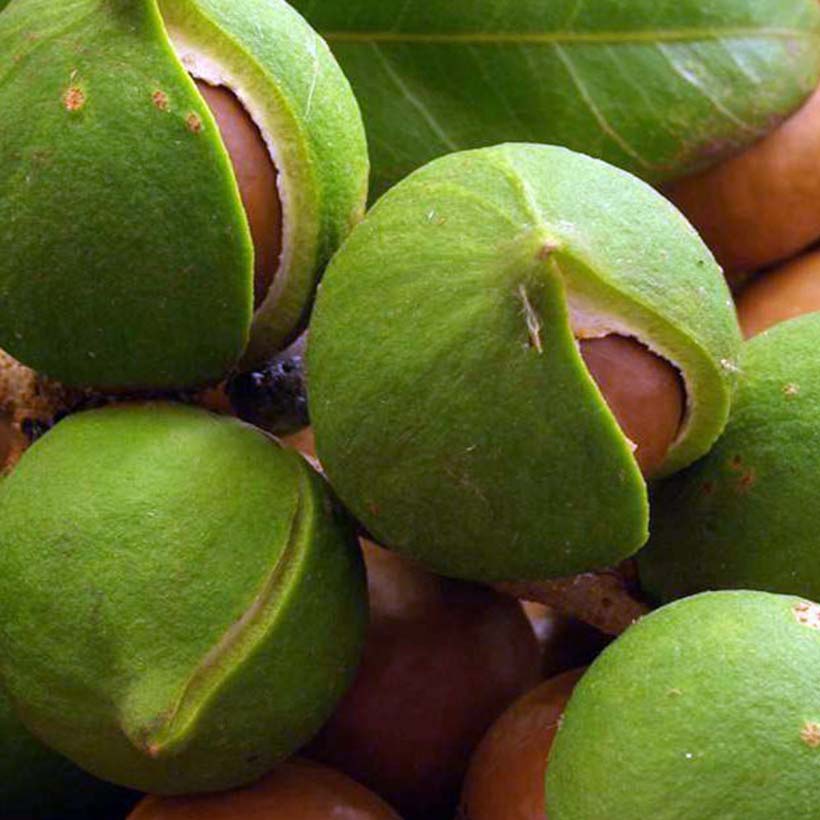 certified organic macadamia oil