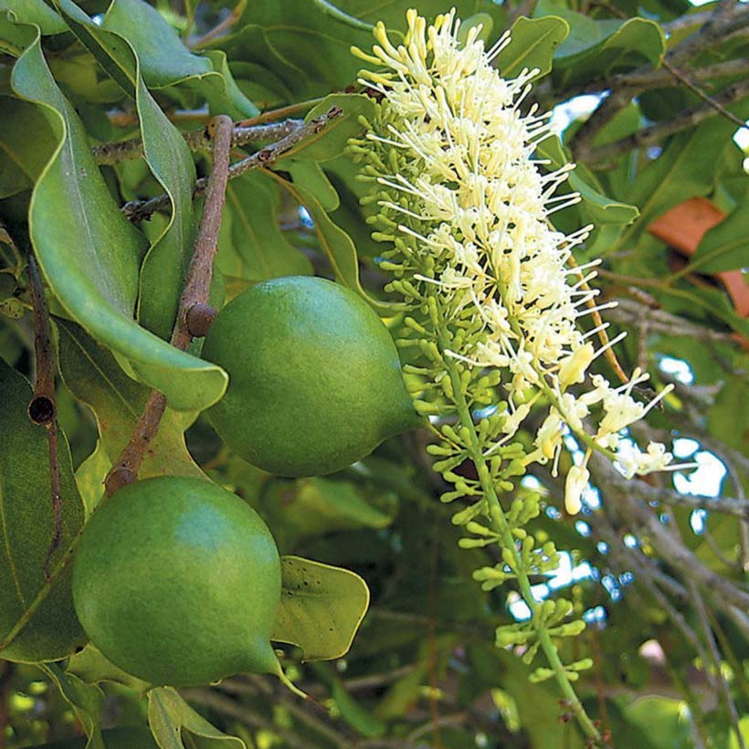 certified organic macadamia oil