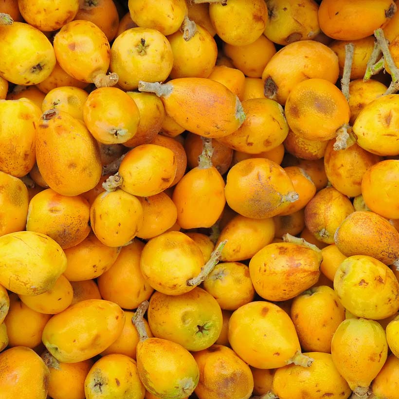 certified organic marula оil