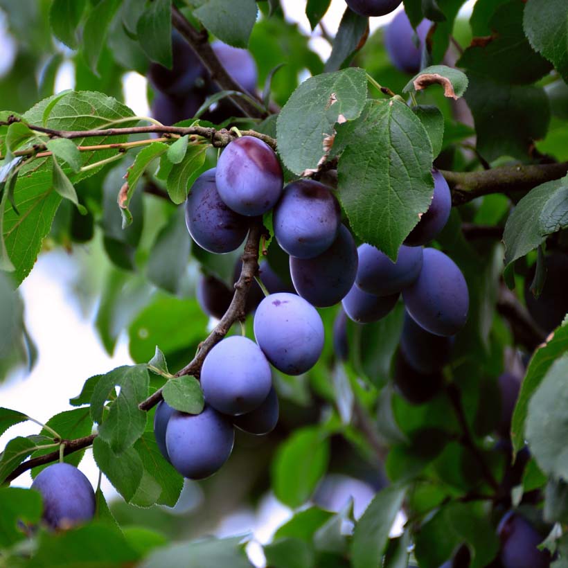 certified organic plum kernel оil