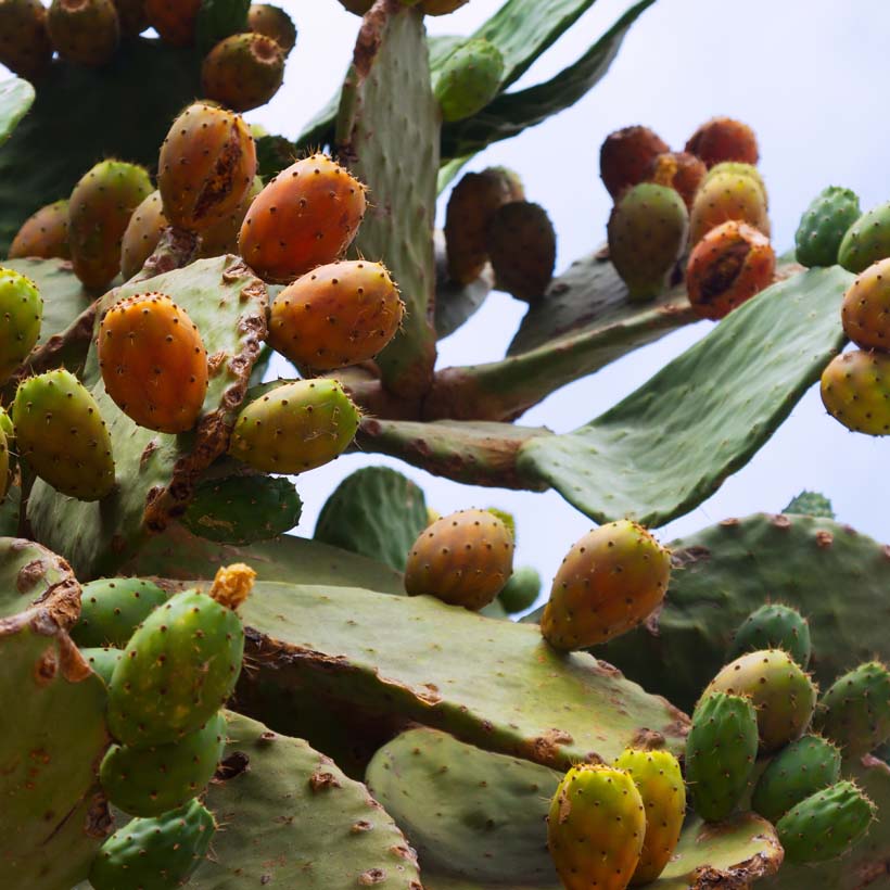 certified organic prickly pear оil
