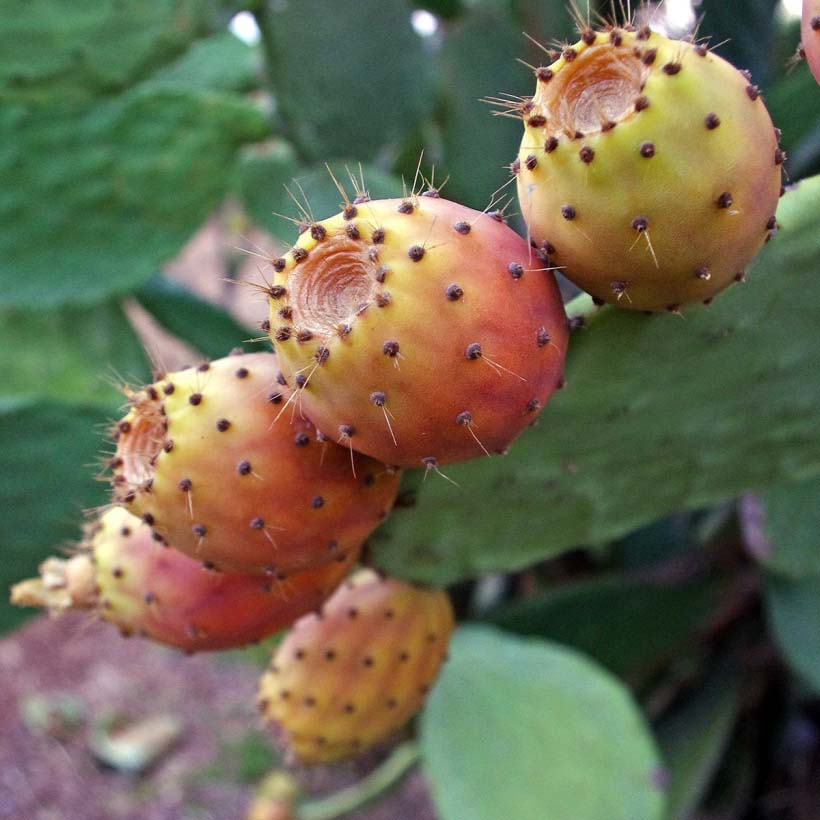 certified organic prickly pear оil