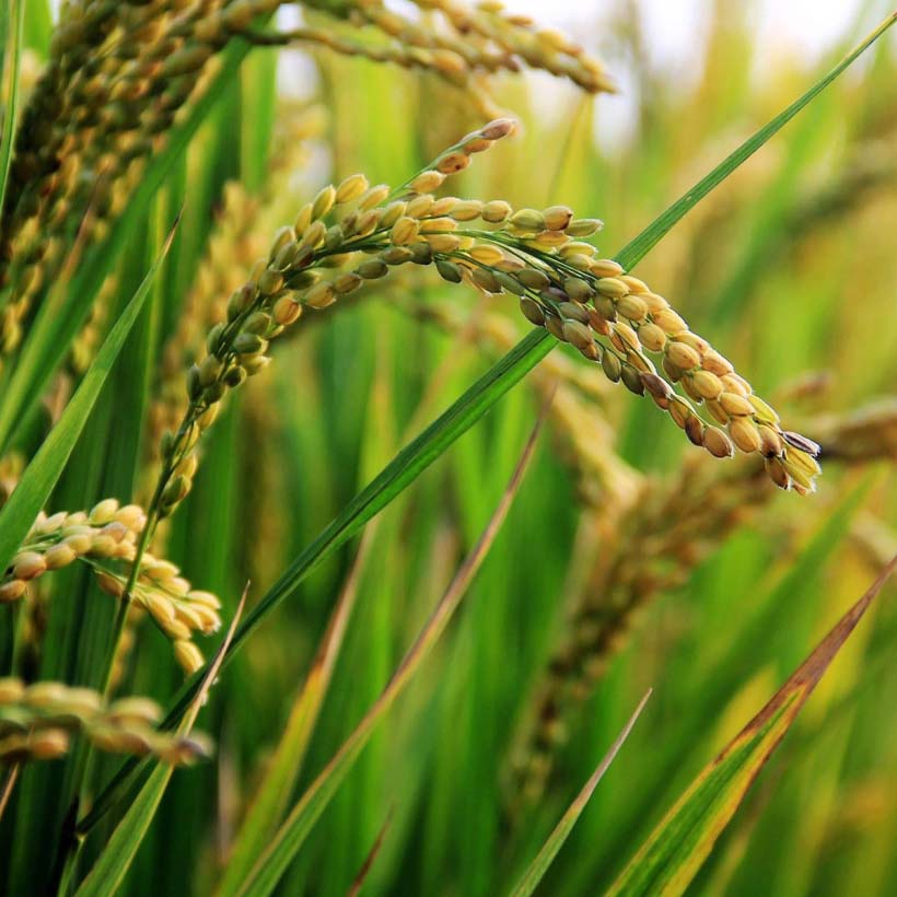certified organic rice bran oil