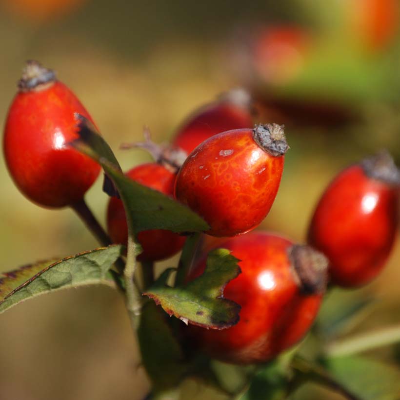 Organic Rosehip Seed Oil
