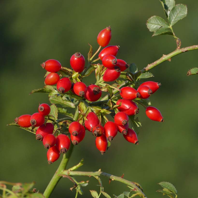 Organic Rosehip Seed Oil