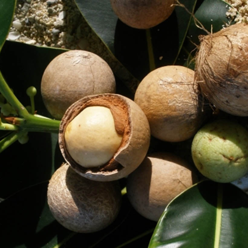 organic tamanu oil