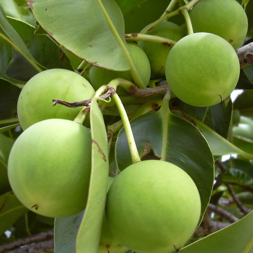 organic tamanu oil