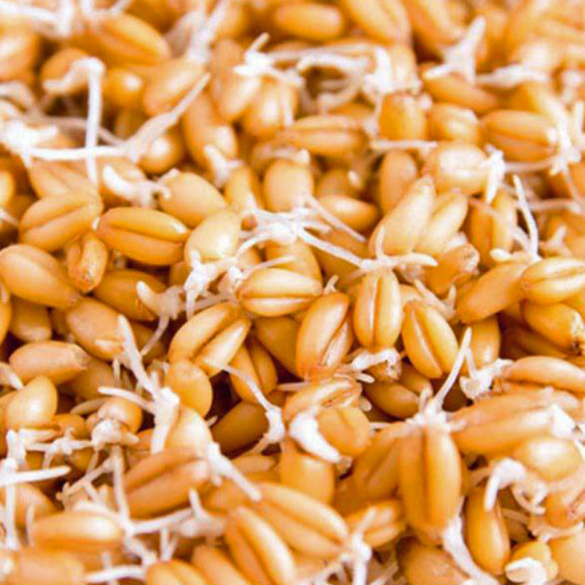 organic wheat germ oil