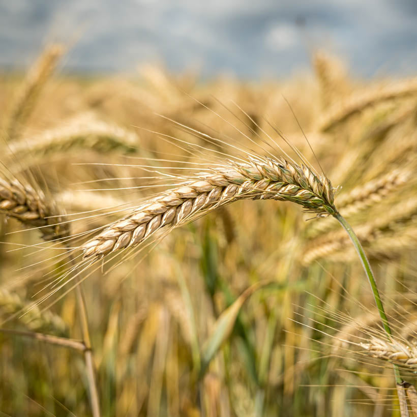 organic wheat germ oil