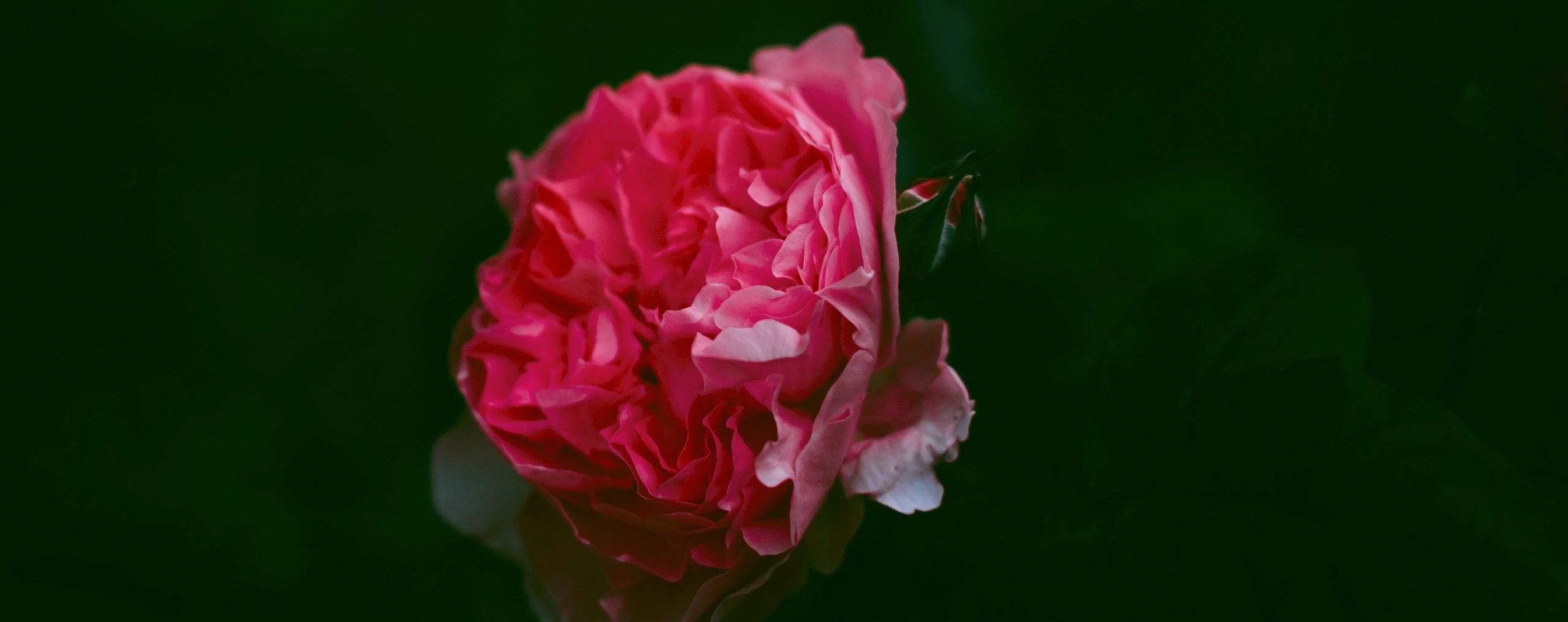 rose bloom