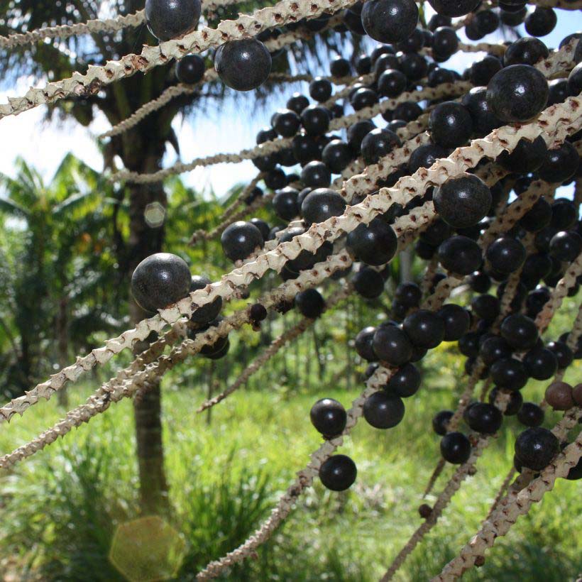 certified organic acai berry oil