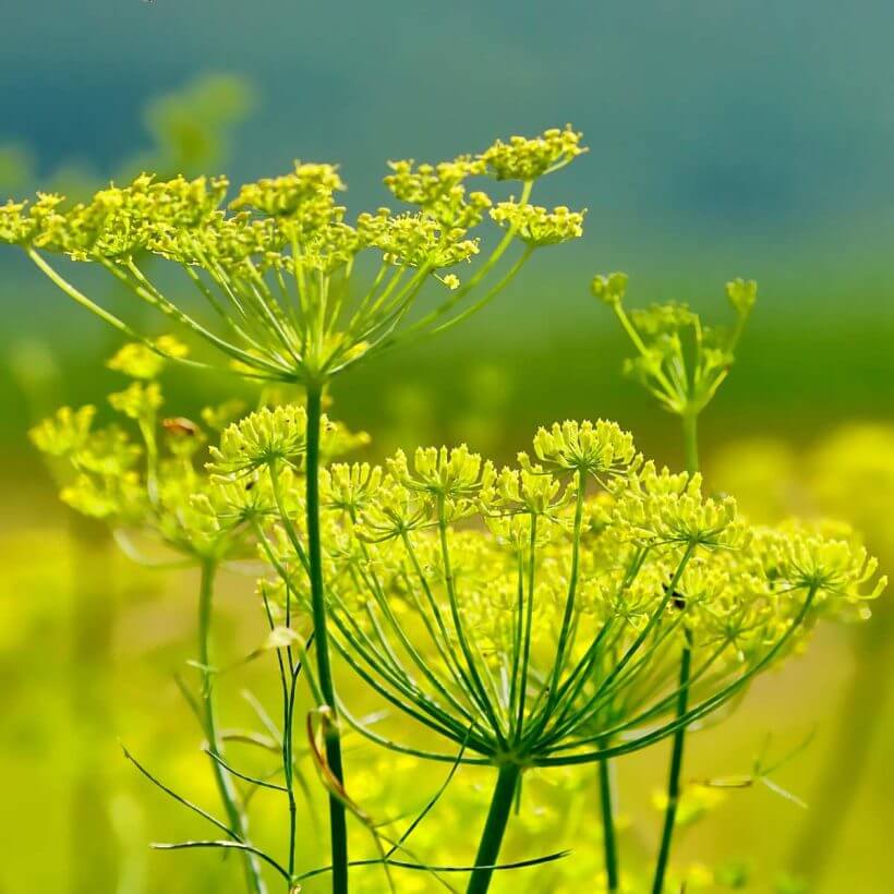 Certified Organic Fennel Oil