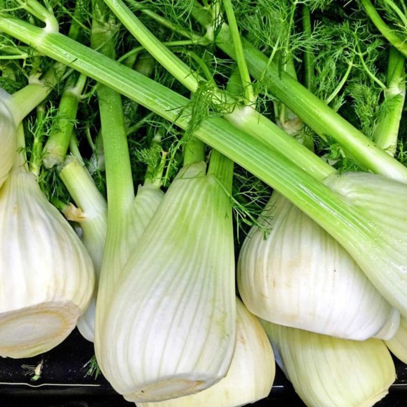 Certified Organic Fennel Oil