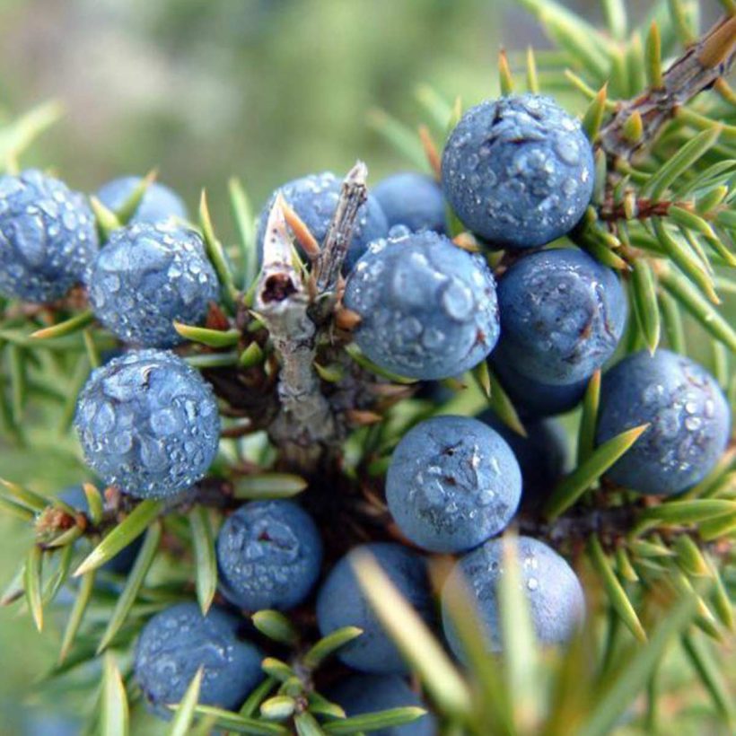 Juniper essential oil