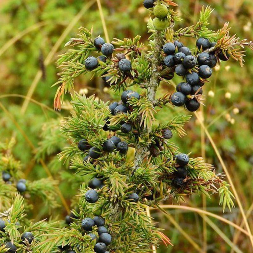 Juniper essential oil