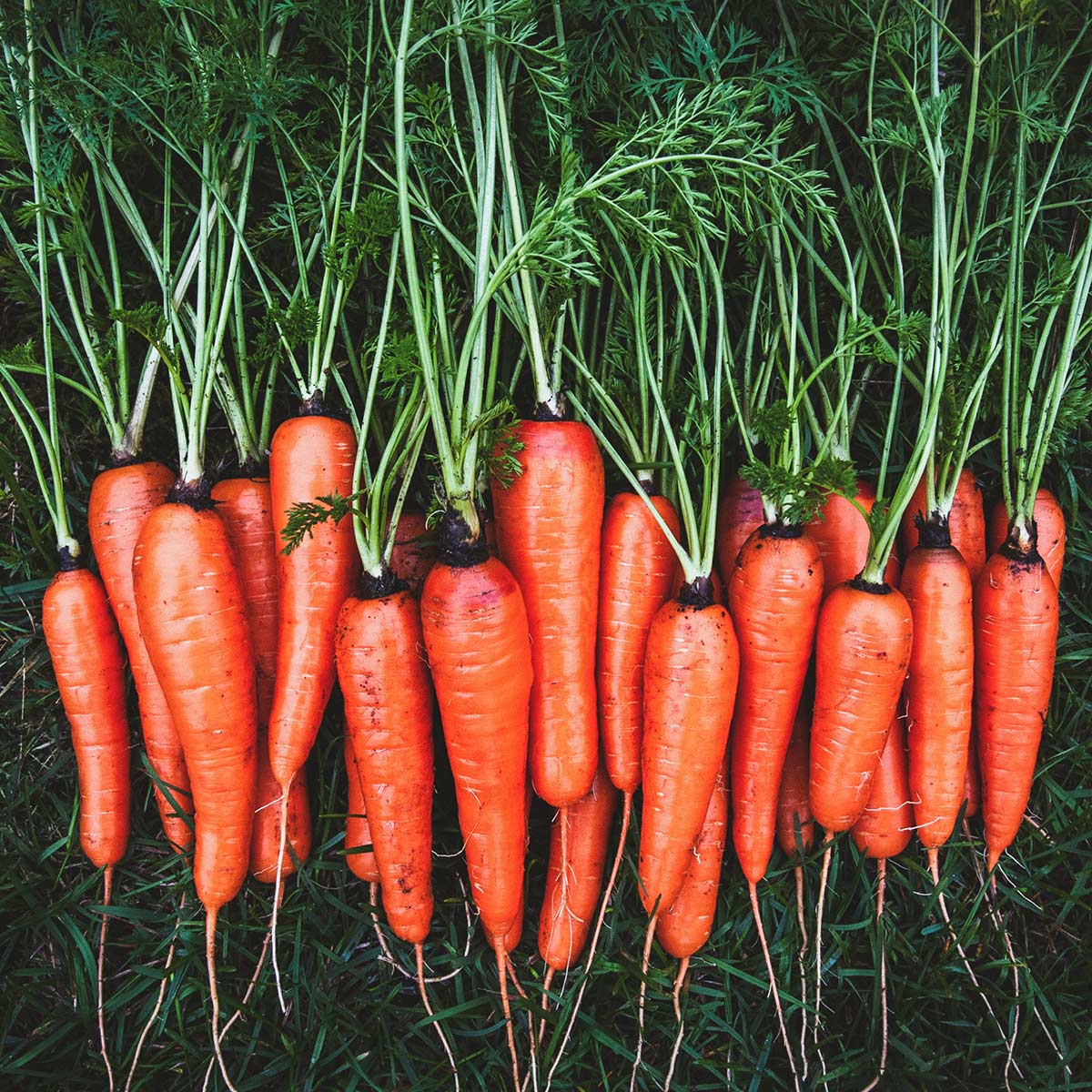 Organic Carrot Seed Oil 10ml