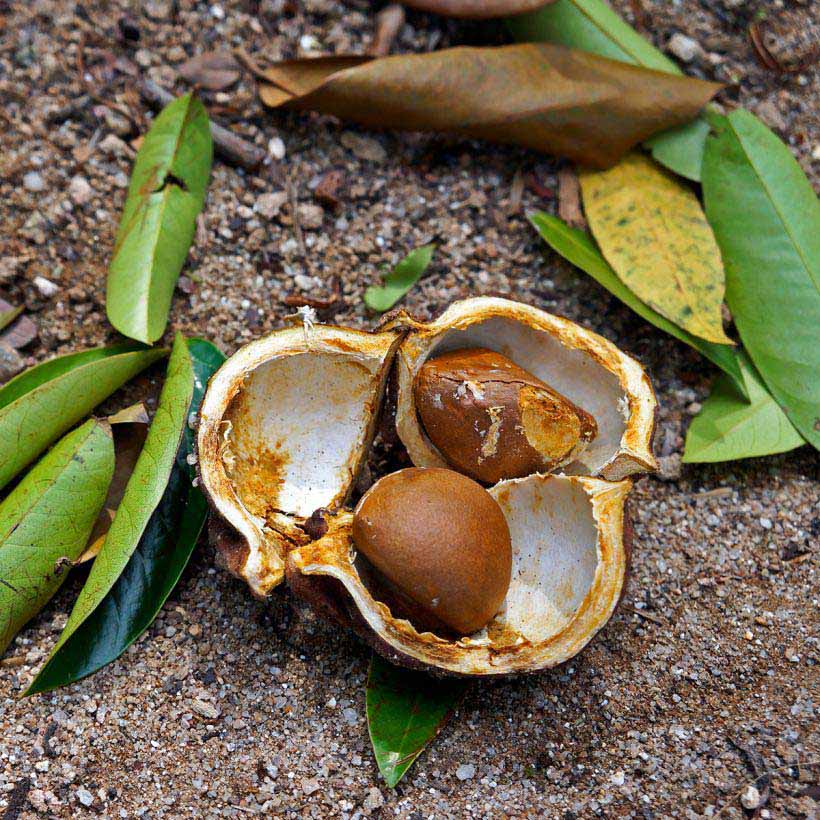 certified organic andiroba оil
