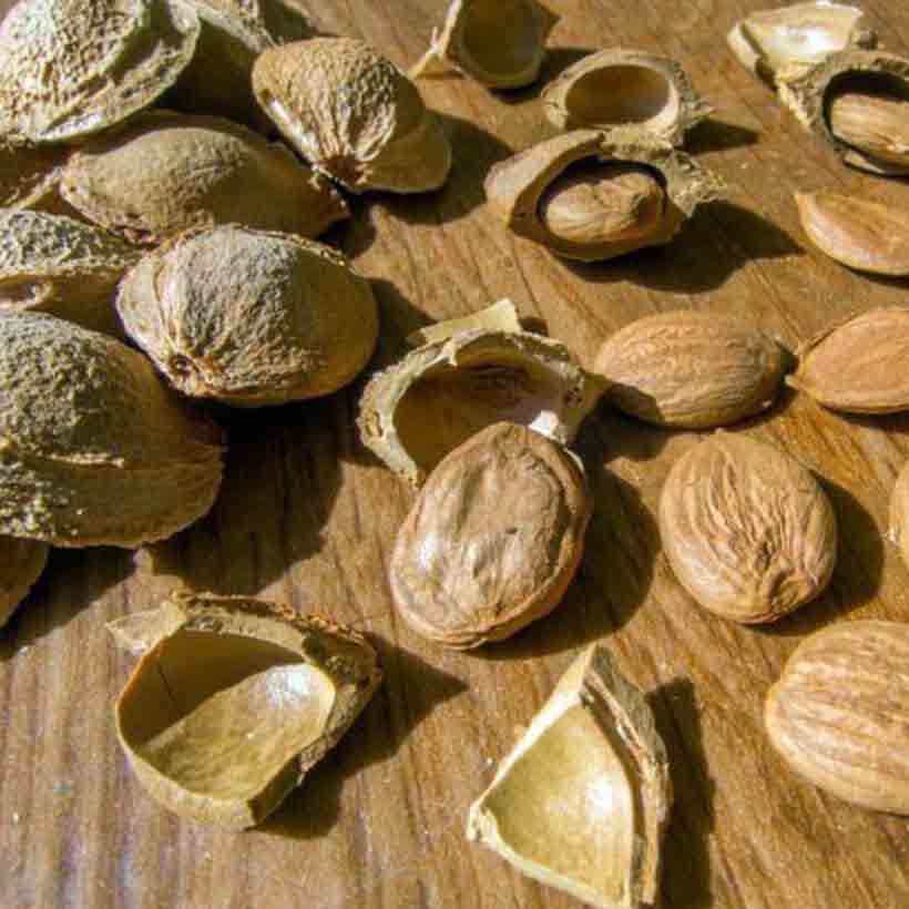 organic apricot kernel oil
