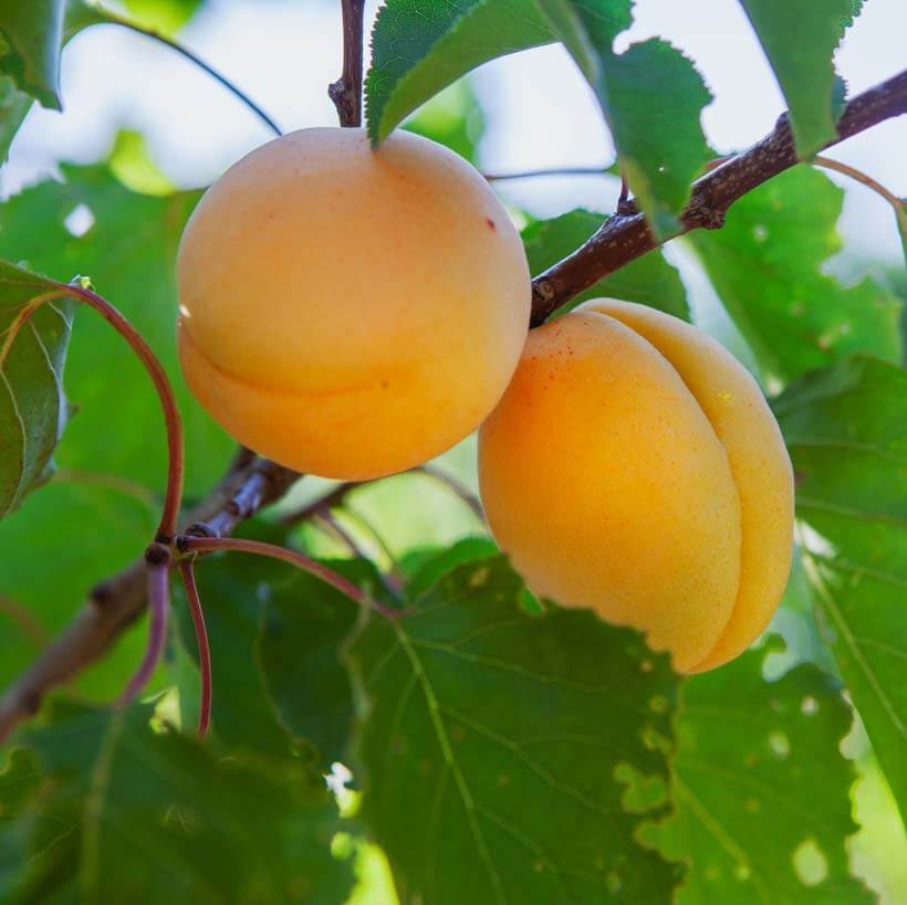organic apricot kernel oil