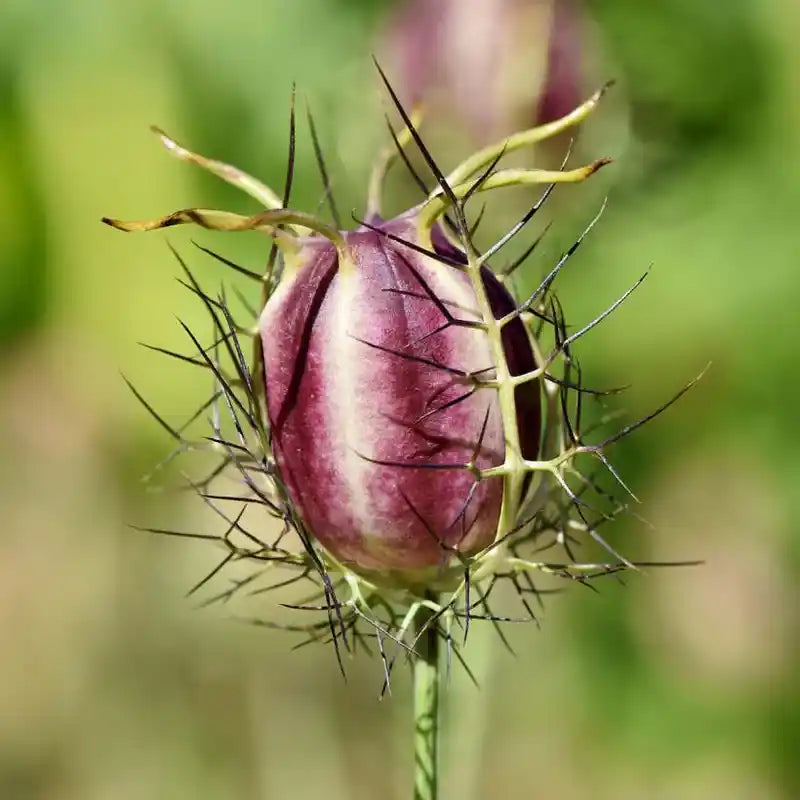 Organic Black Seed (Black Cumin) Oil