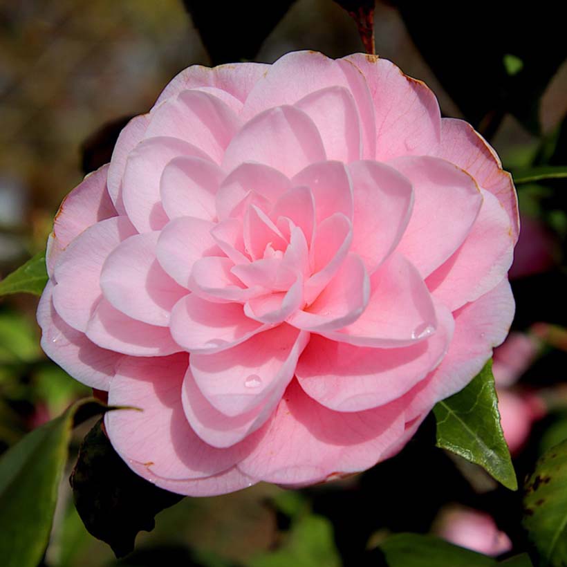 certified organic camellia seed oil