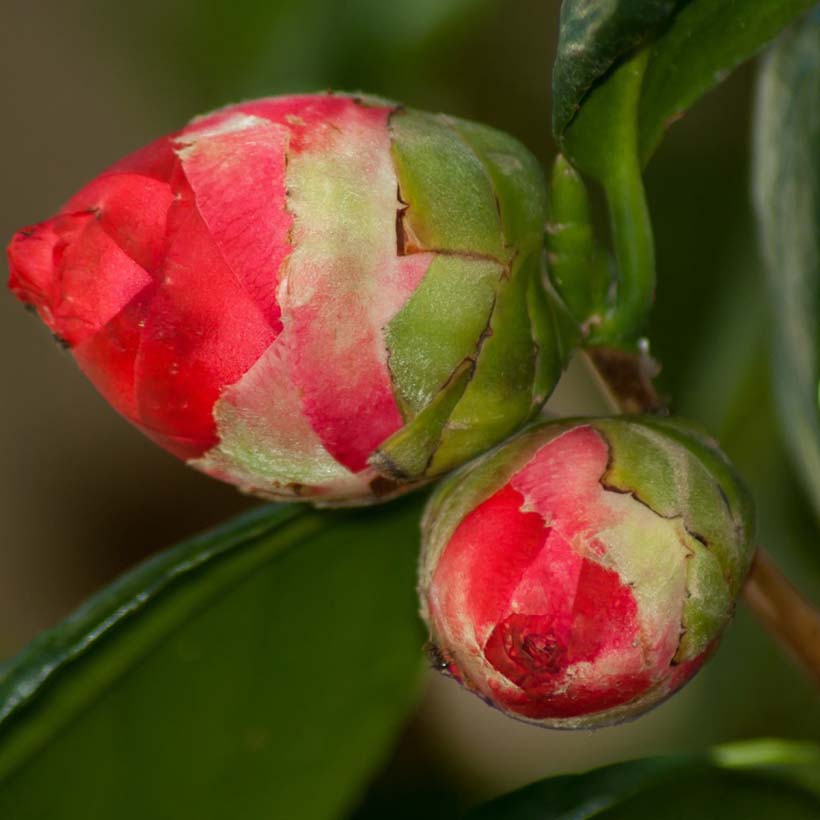 certified organic camellia seed oil