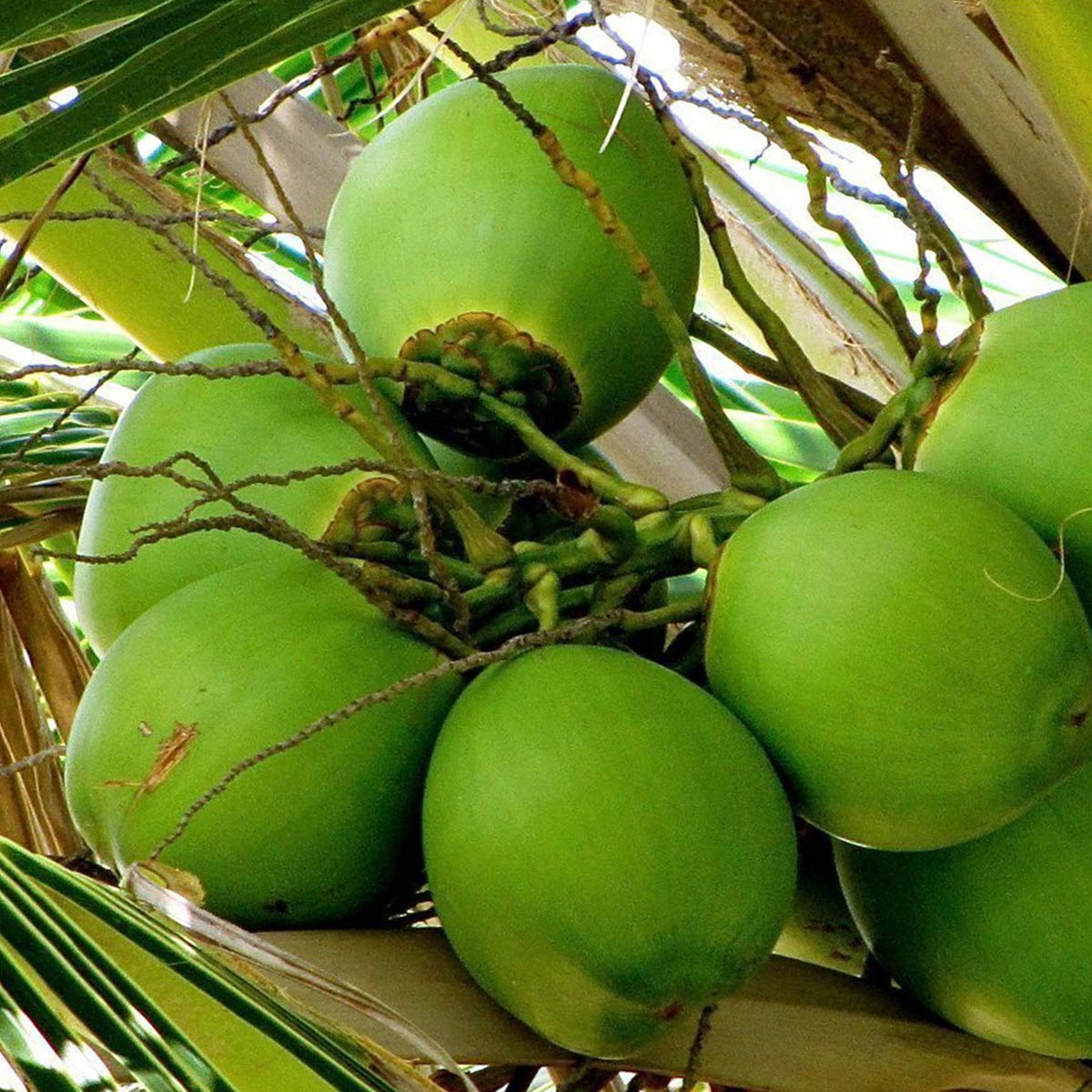 Organic Coconut Oil 1000 ml