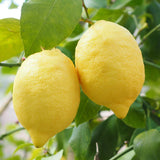 Organic Lemon Oil 10ml