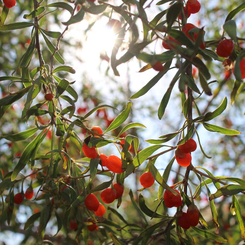 certified organic goji berry оil