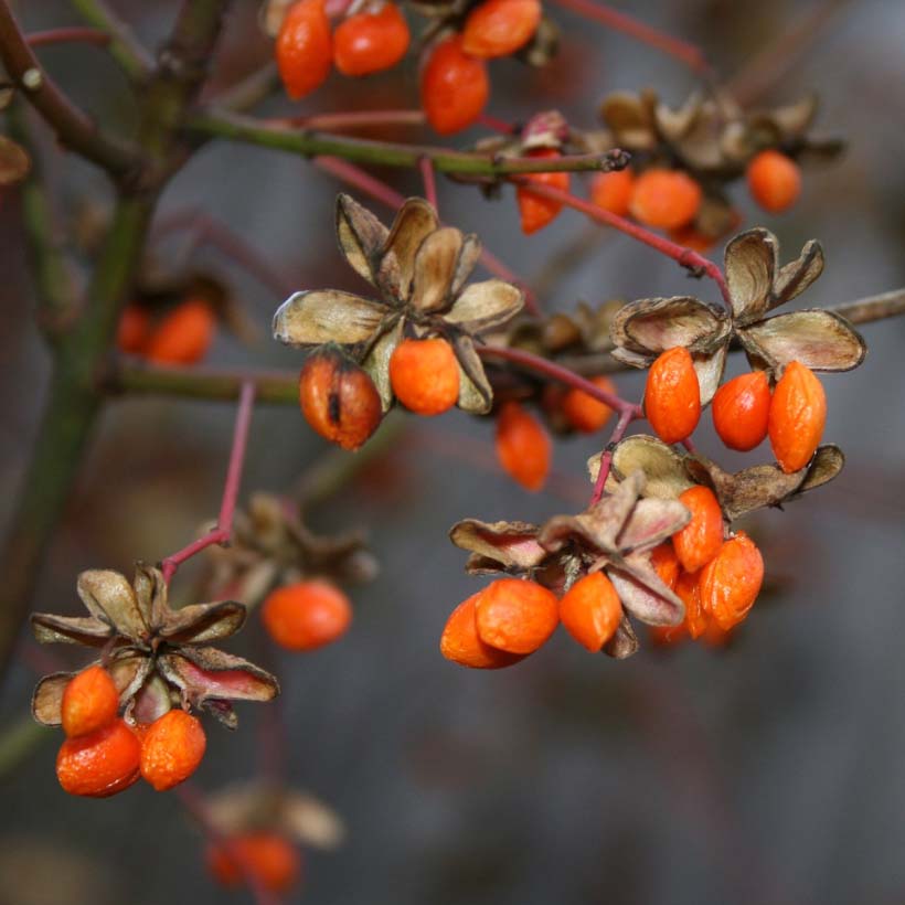 certified organic goji berry оil