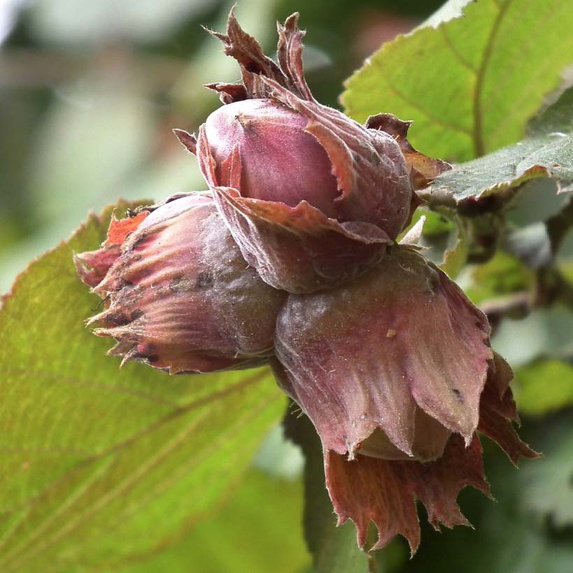 certified organic hazelnut oil