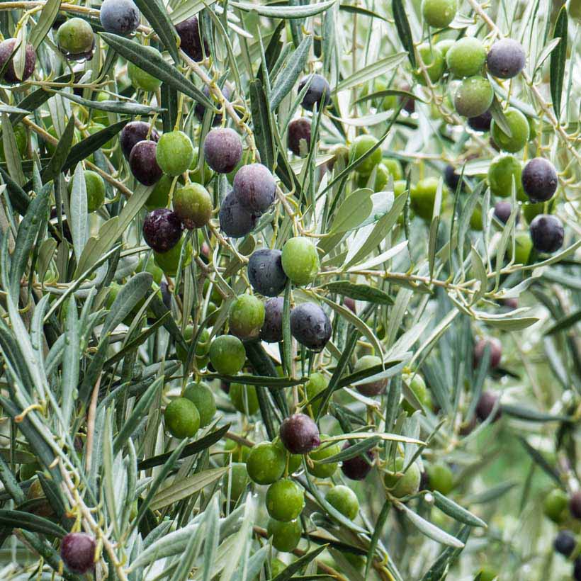 organic olive oil