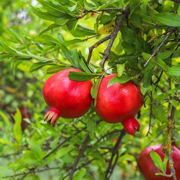 certified organic pomegranate oil